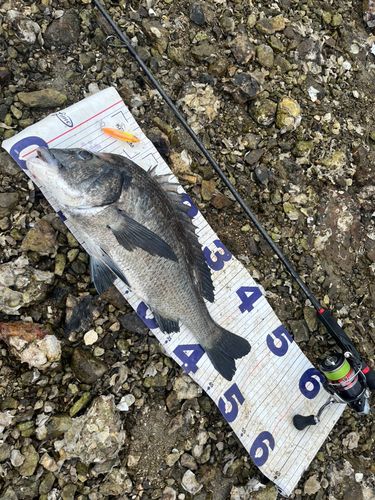 チヌの釣果