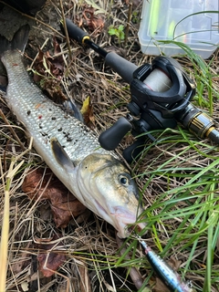 ニゴイの釣果