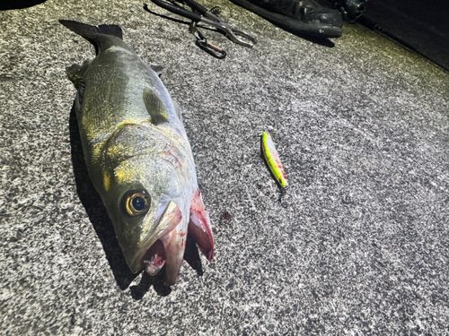 フッコ（マルスズキ）の釣果