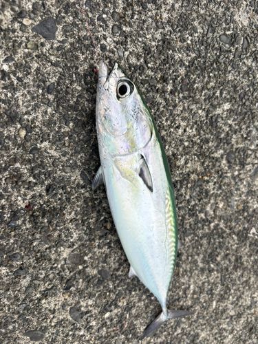 ソウダガツオの釣果