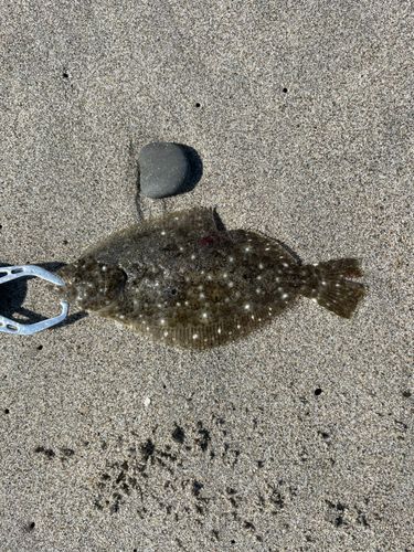 ソゲの釣果