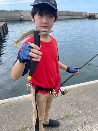 カマスの釣果