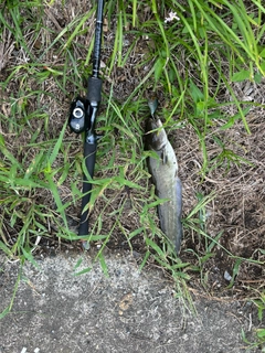 ナマズの釣果
