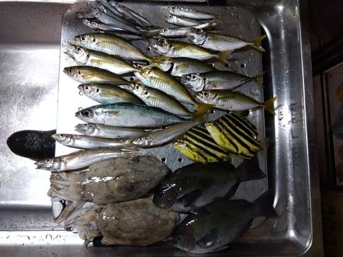 マアジの釣果