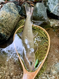 イワナの釣果