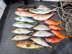 シオの釣果