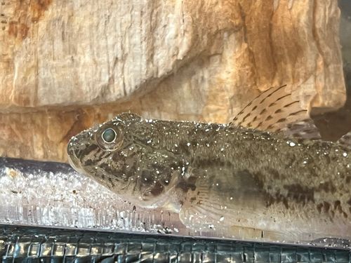マハゼの釣果