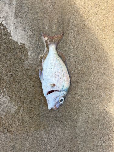 チャリコの釣果