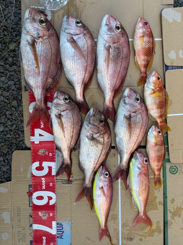 マダイの釣果