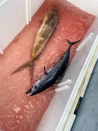 シイラの釣果