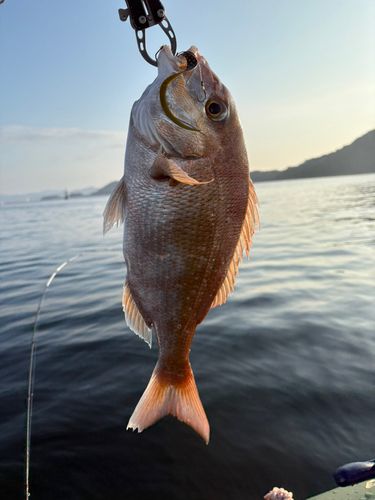 しまなみ海道