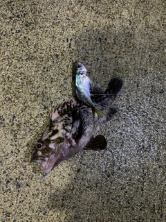 オウゴンムラソイの釣果