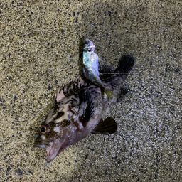 オウゴンムラソイ