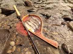 ヤマメの釣果