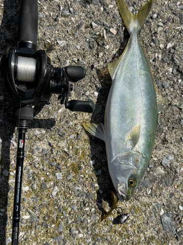 フクラギの釣果