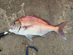 マダイの釣果
