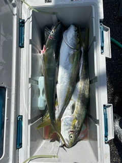 メジロの釣果