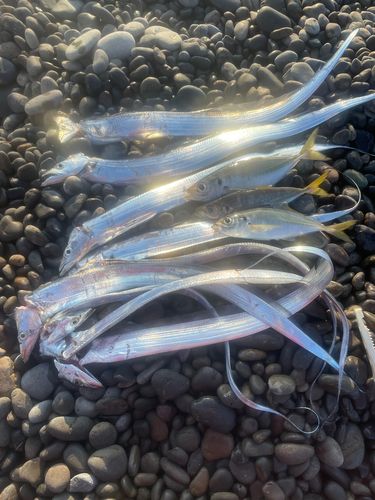 タチウオの釣果
