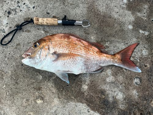 マダイの釣果