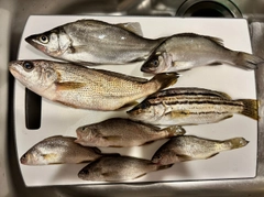 イシモチの釣果