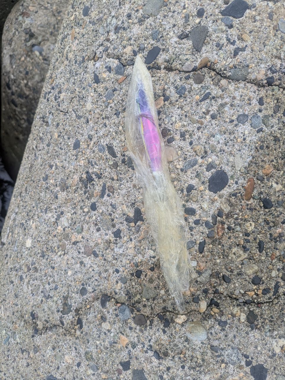 ヒイラギ