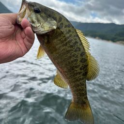 スモールマウスバス