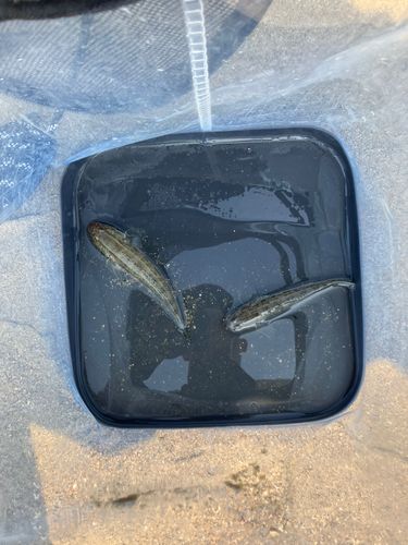 ハゼの釣果