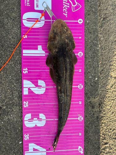 マゴチの釣果