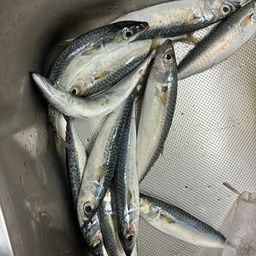 アジ