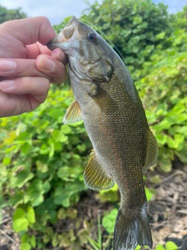 スモールマウスバスの釣果