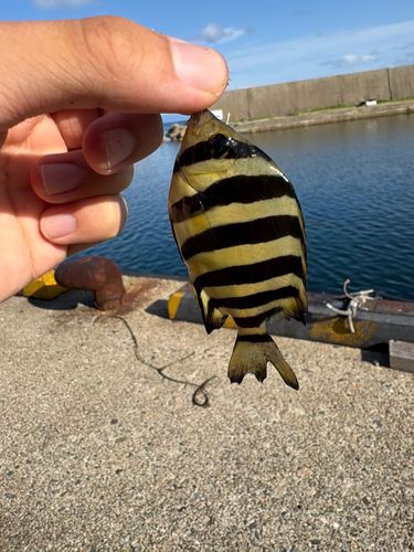 サンバソウの釣果