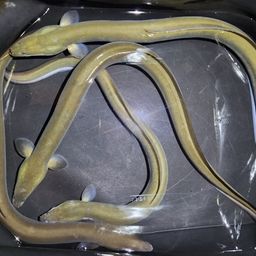 ウナギ