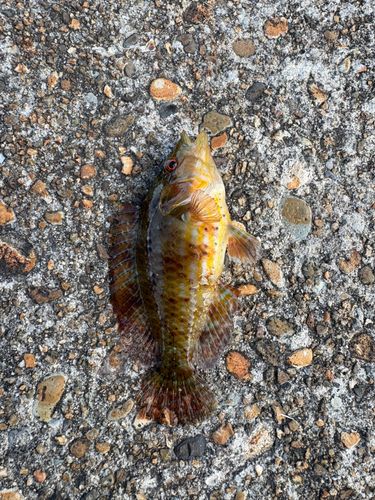 ベラの釣果