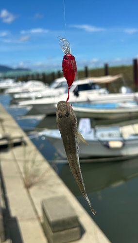 ハゼの釣果