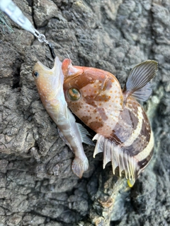 イトヒキハゼの釣果