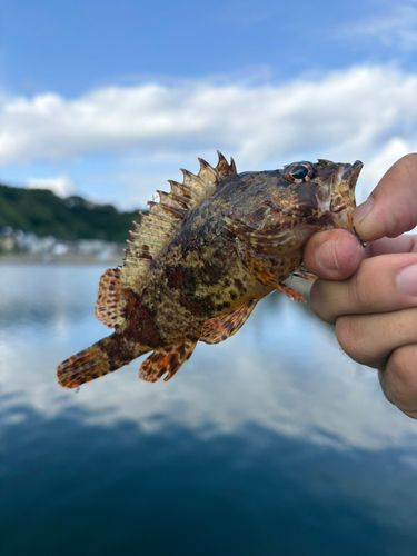 ヨロイメバルの釣果