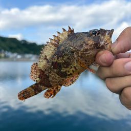 ヨロイメバル