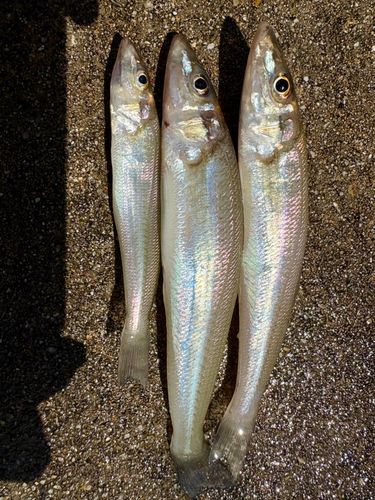 キスの釣果