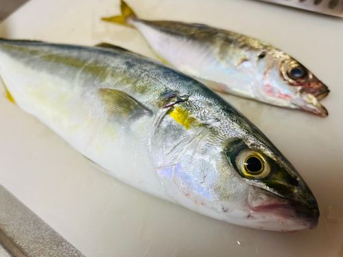 ワカシの釣果