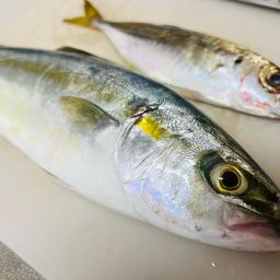 ワカシ