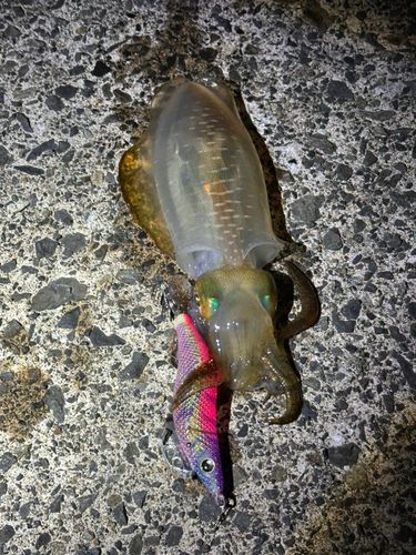 アオリイカの釣果