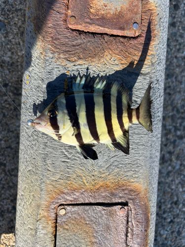サンバソウの釣果