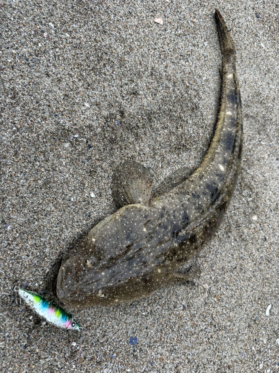 マゴチ