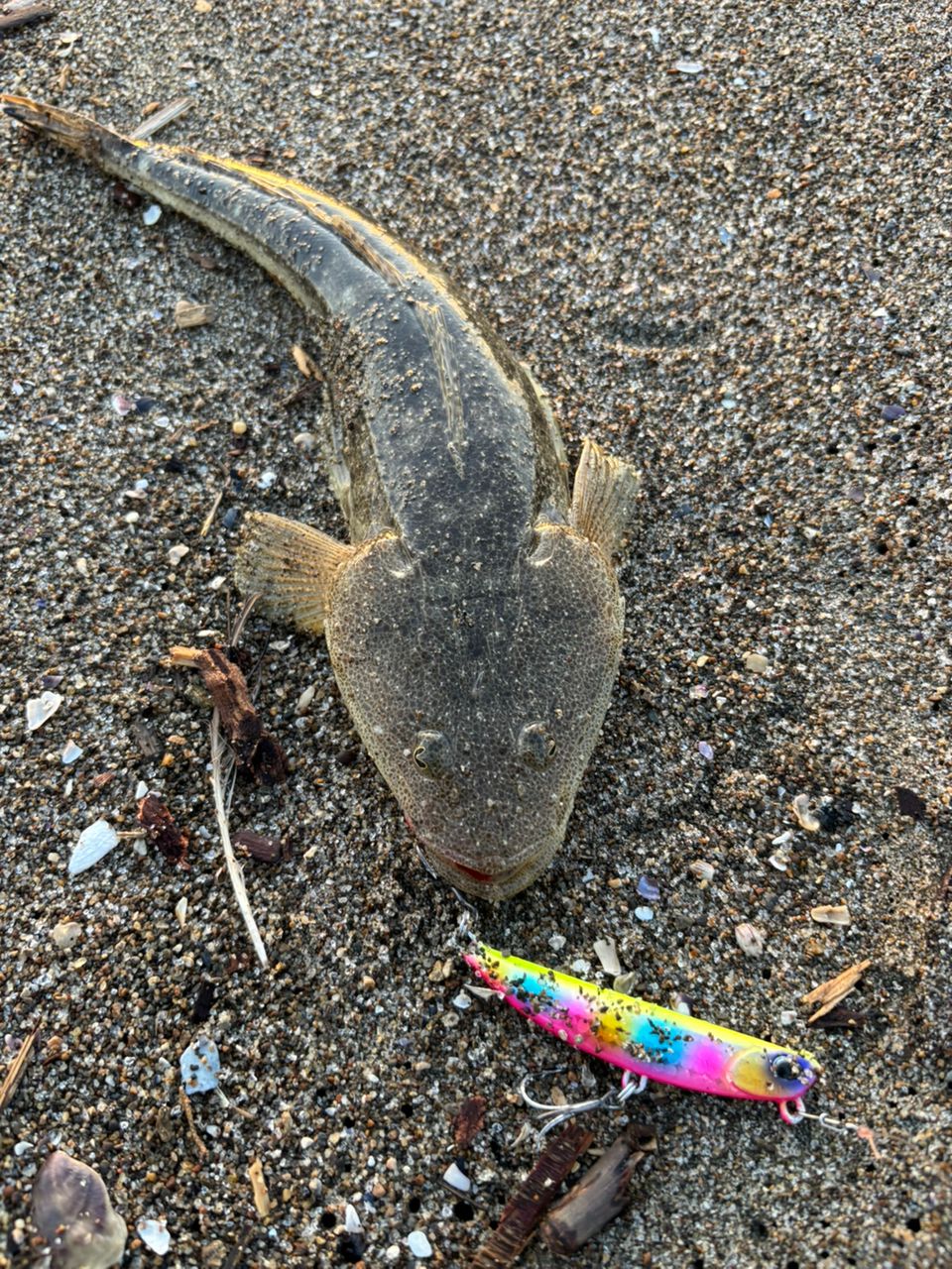 マゴチ