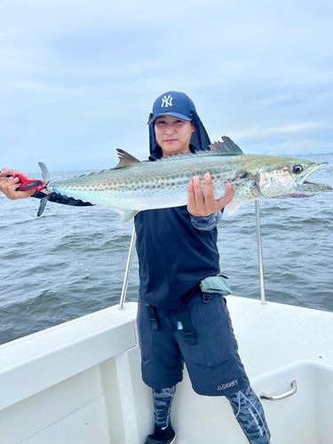 サワラの釣果