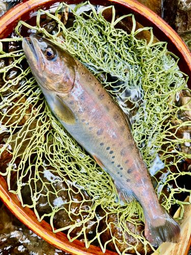 ヤマメの釣果