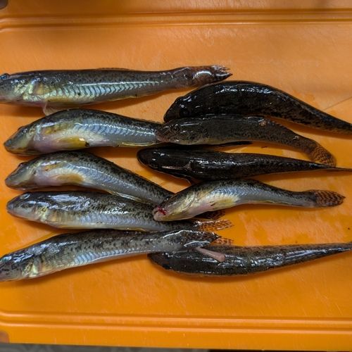 ハゼの釣果