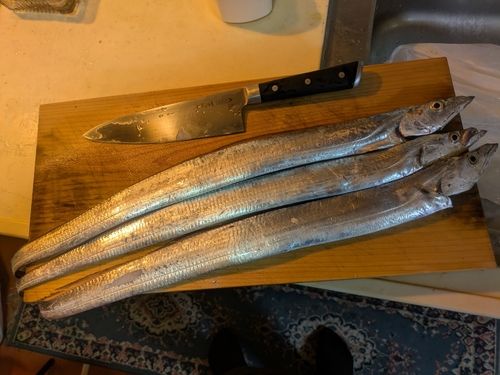 タチウオの釣果
