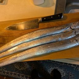 タチウオ
