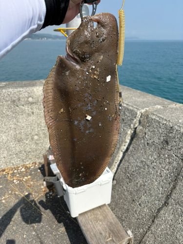 シタビラメの釣果